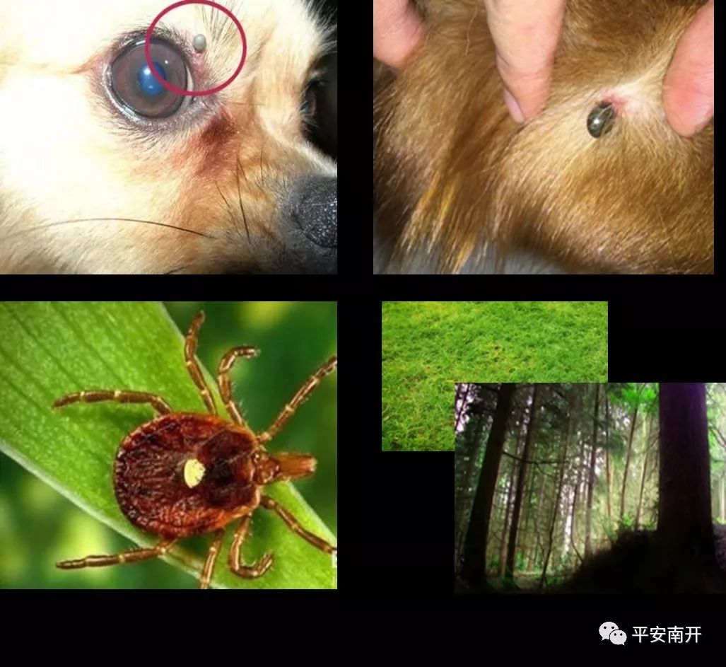 津城现疑似蜱虫叮咬病例？专家来解读！「平安警务室」