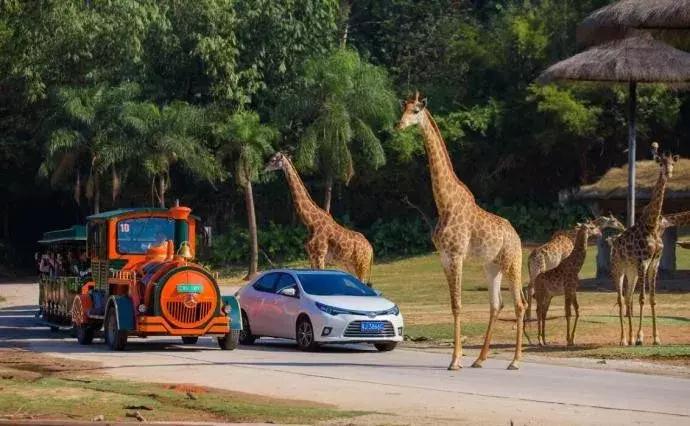 春节广州长隆旅游攻略带孩子,广州长隆动物园两日游亲子游攻略