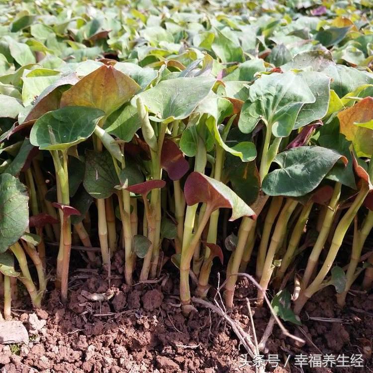 医生建议：女人有妇科炎症，夏天多吃这种蔬菜，杀菌、消炎除异味