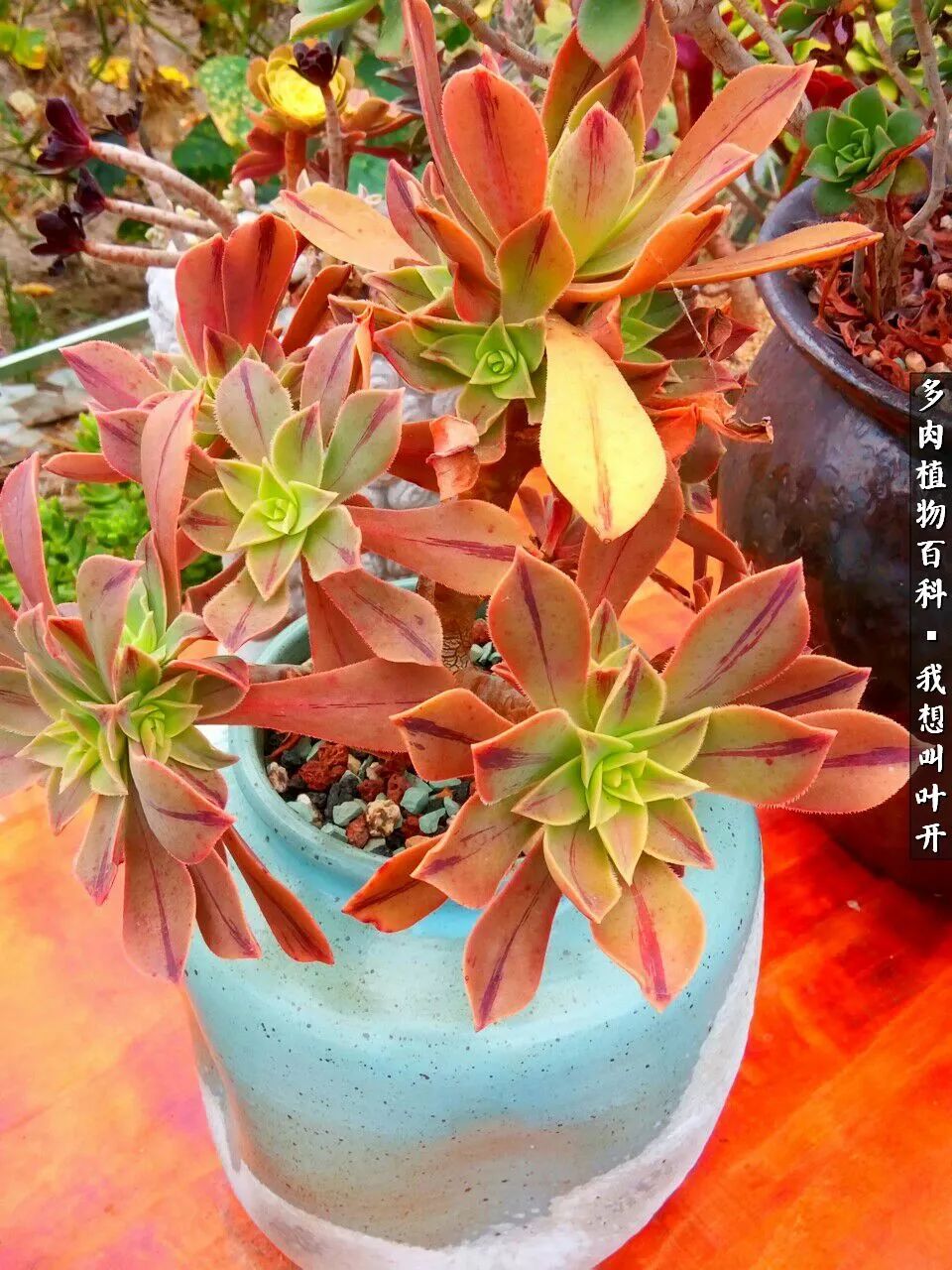 最好养的法师有哪几种,哪种法师既好看又好养