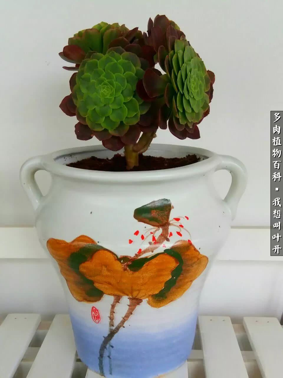 最好养的法师有哪几种,哪种法师既好看又好养