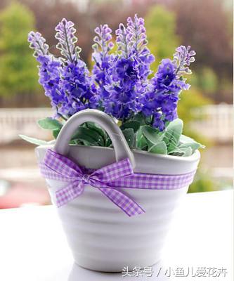 普罗旺斯种植熏衣草的有利条件,普罗旺斯熏衣草种植