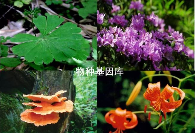 太白山野生珍稀植物|七十二种“七药”