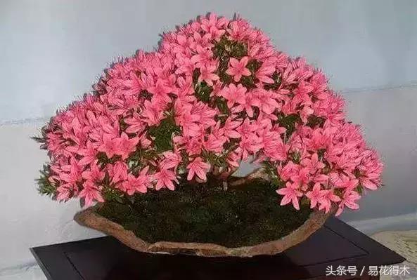 杜鹃花夏鹃品种有哪些特点,杜鹃花的夏鹃怎么养好