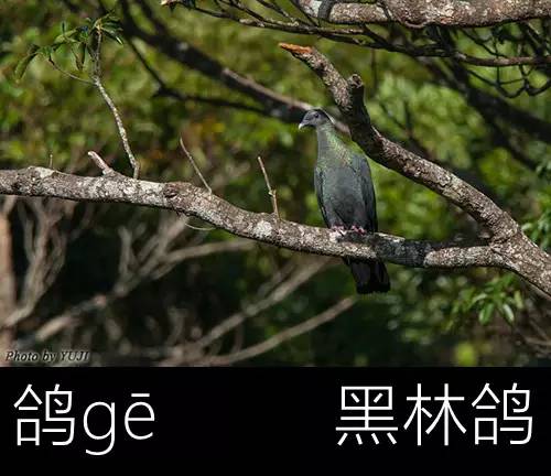 璁よ瘑楦熷瓧,楦熺殑16涓父瑙佸瓧