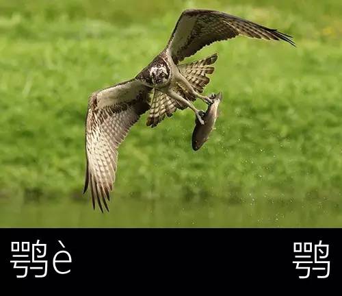 带你认识几个主播,带你认识几种常见的野菜