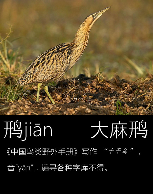 璁よ瘑楦熷瓧,楦熺殑16涓父瑙佸瓧