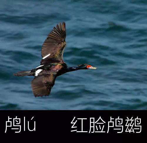 璁よ瘑楦熷瓧,楦熺殑16涓父瑙佸瓧