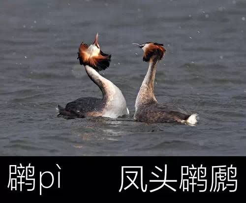 璁よ瘑楦熷瓧,楦熺殑16涓父瑙佸瓧