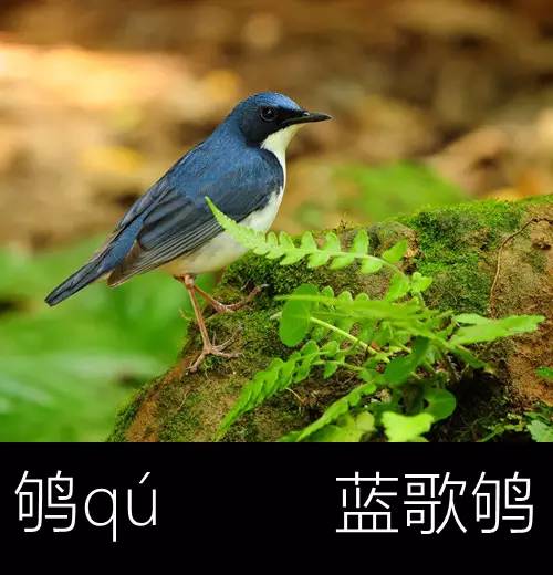 璁よ瘑楦熷瓧,楦熺殑16涓父瑙佸瓧