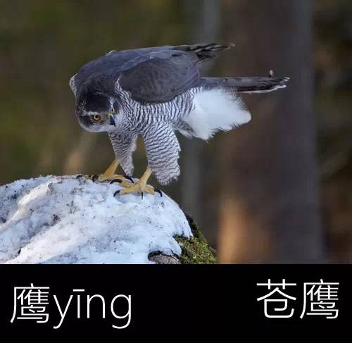 璁よ瘑楦熷瓧,楦熺殑16涓父瑙佸瓧