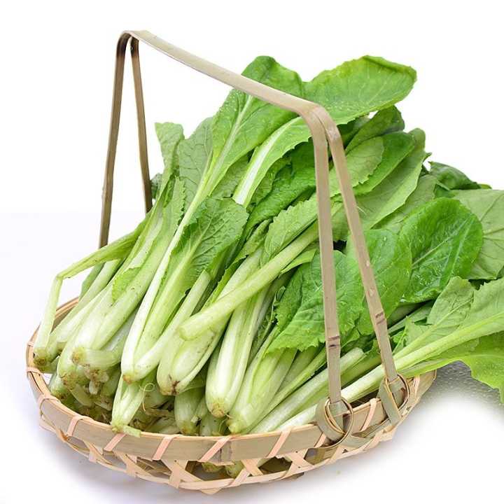 盆栽小白菜苗发黄是什么原因,种植小白菜叶子发黄怎么回事