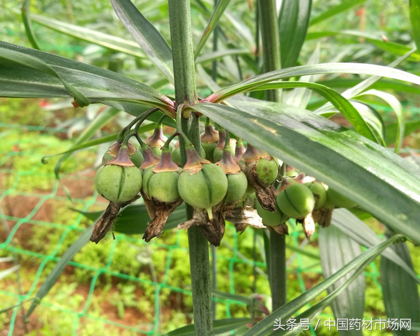 昆明中药材收购价格表,昆明市场部分中药材价翻十倍