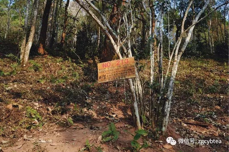 重磅：则道茶业创始人李伟，首度正面回应“曼松”商标维权事件