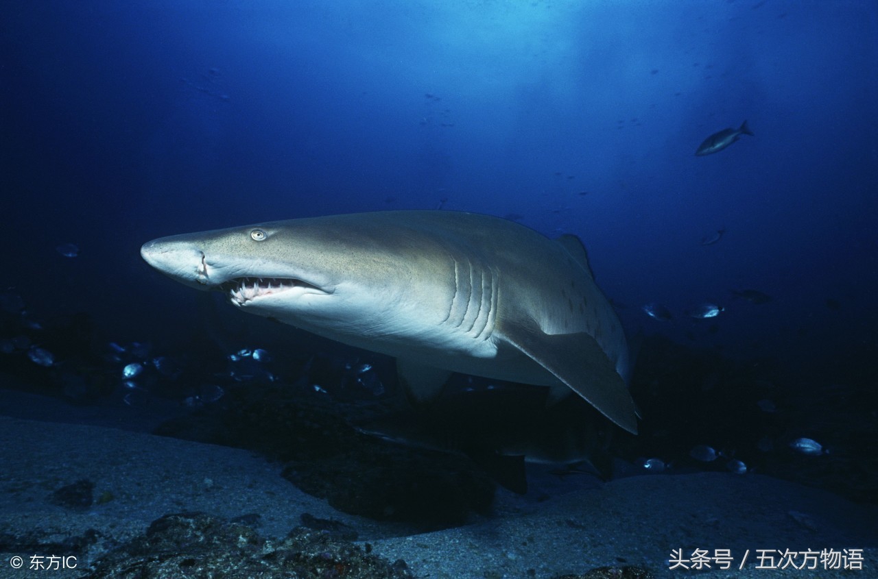 鳄鱼明明不是鱼为什么要叫鱼,鲸鱼鳄鱼企鹅金鱼哪个是哺乳动物
