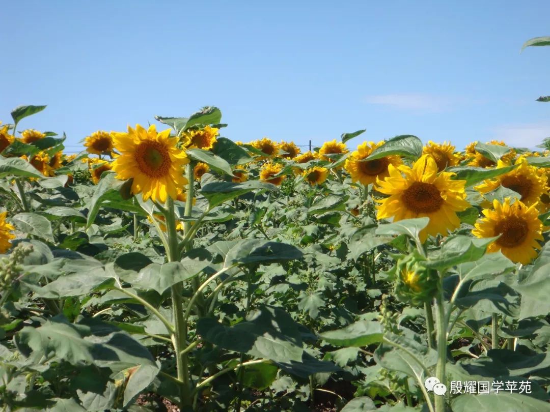 内蒙古三件套特产,推荐内蒙特产的一句话