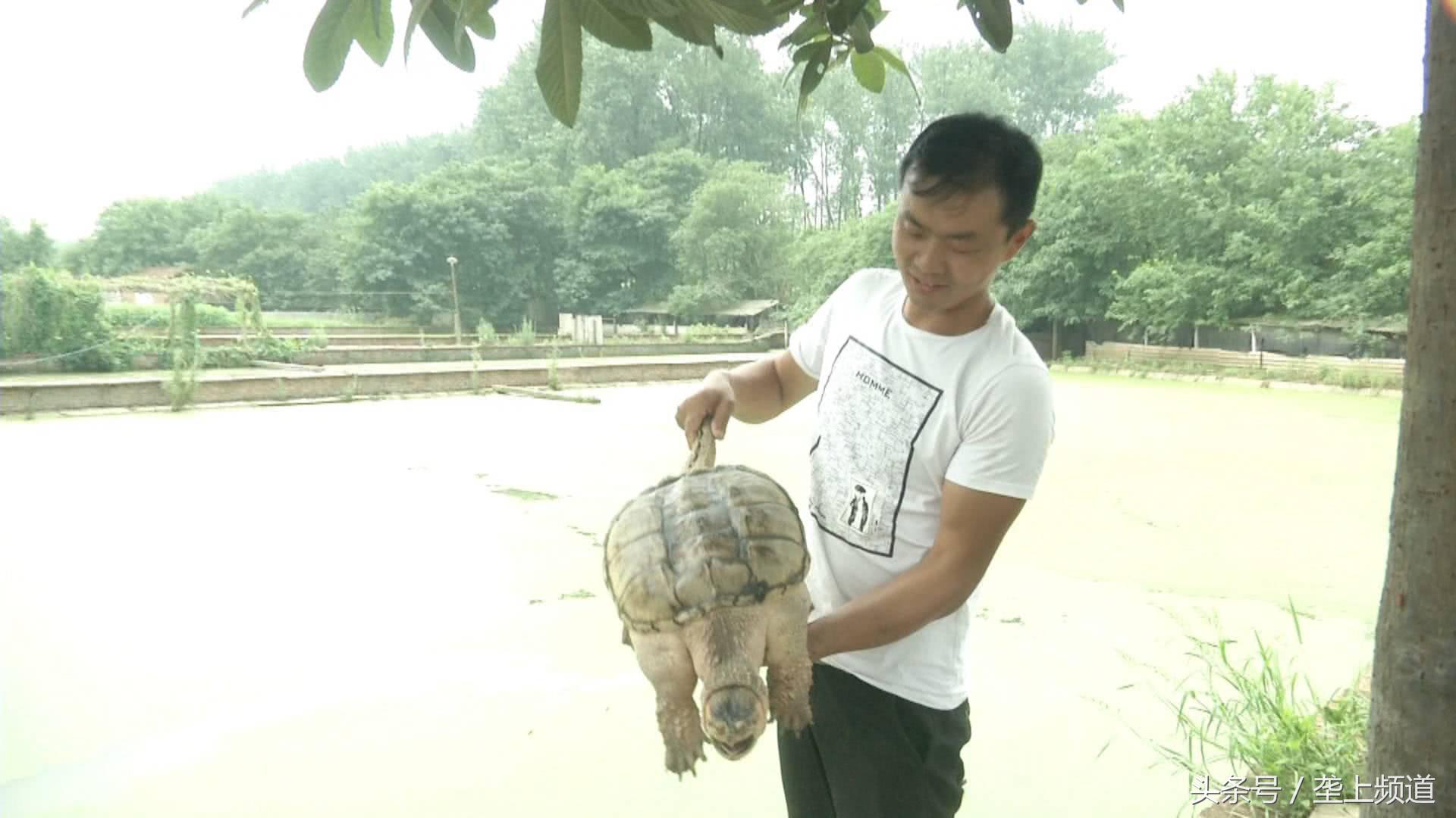 一只养了20年的老龟,一个养龟爱好者养的龟