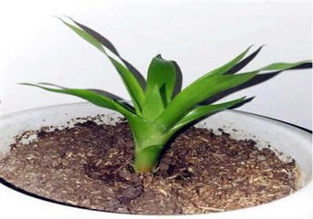 鸿运当头长出侧芽怎么分盆,鸿运当头侧芽扦插最佳时间