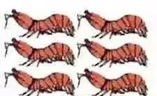 虾和水果一起吃就是*霜砒**？那得吃15公斤虾……