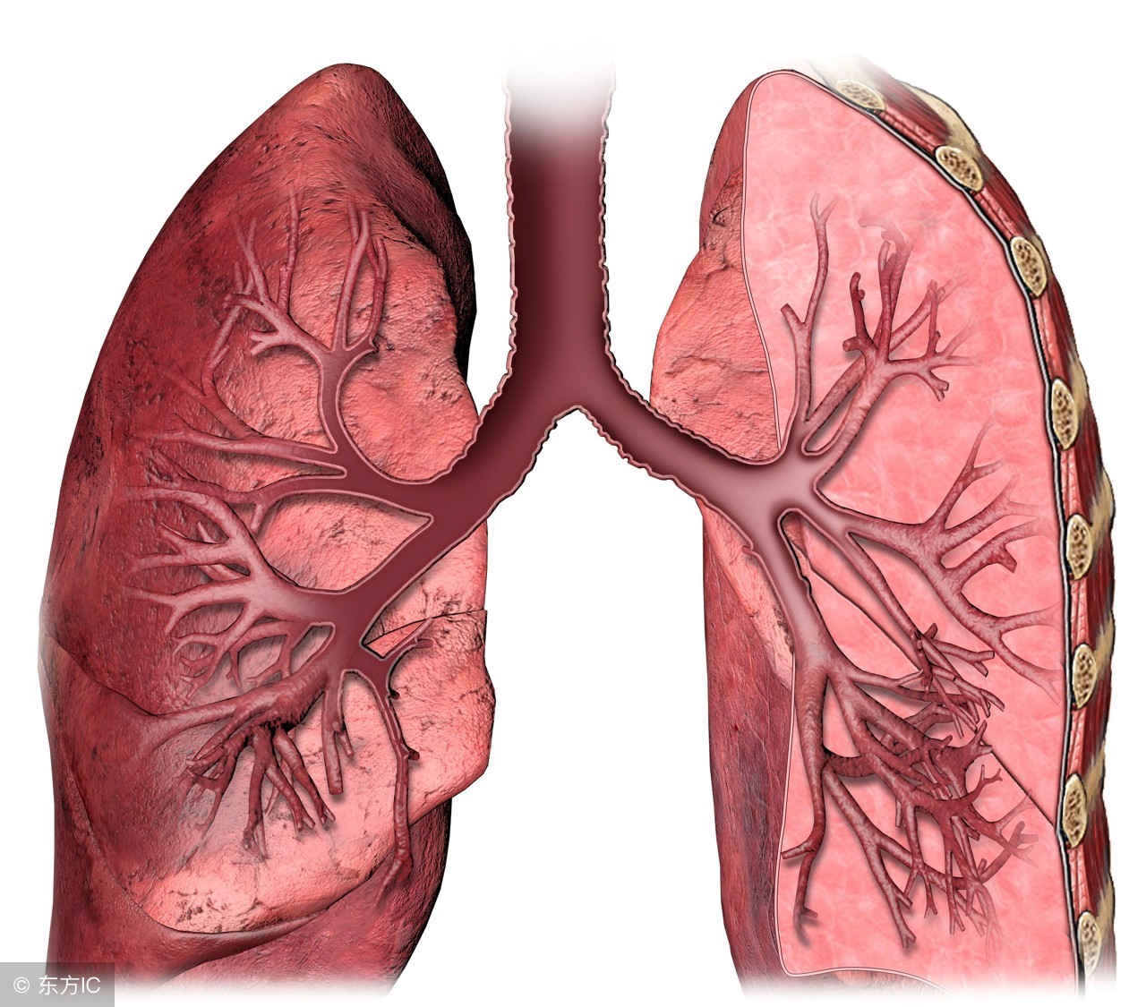 支气管炎食疗方法大全,支气管炎食疗最好方法