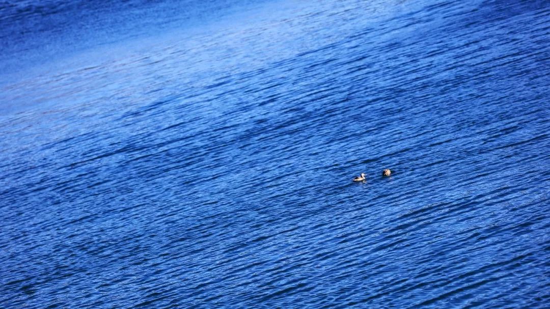 拍水技巧,正确拍水的方法教程