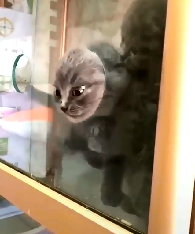 为什么说猫咪是液体动物,为什么都说猫是水做的