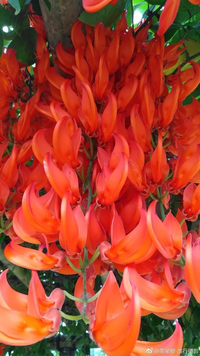 印尼美娜多潜水,印尼美娜多潜水考证