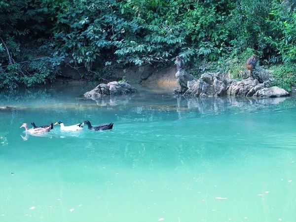 三伏天，龙虎山的“山大王”们开始消暑养生了！