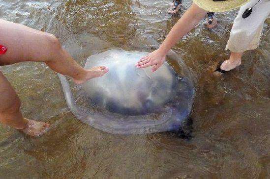 海蜇蜇伤后印记如何消除,海蜇蜇人用尿液管用吗