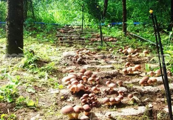 农旅项目盈利模式,农旅创业项目