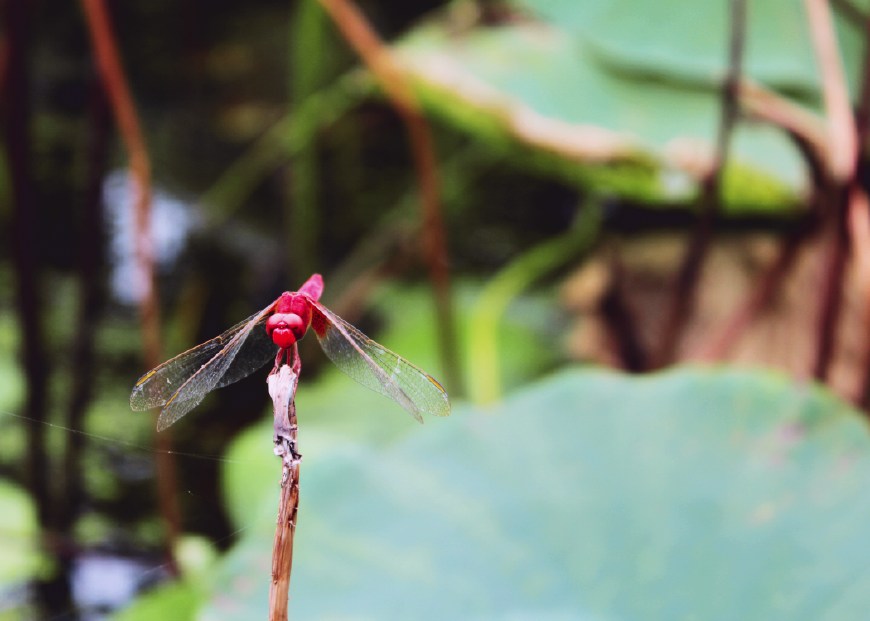 咏荷花的唐诗宋词,唐诗中咏荷花的七绝