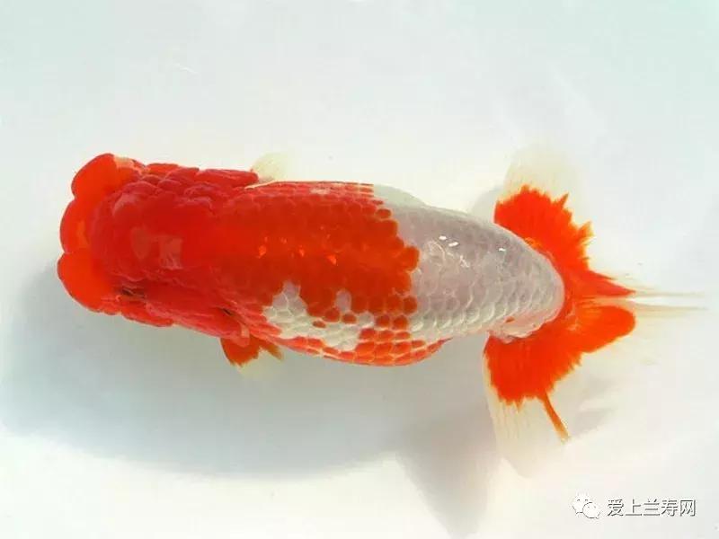 日本金鱼品种大全,日本东京金鱼多少钱一条