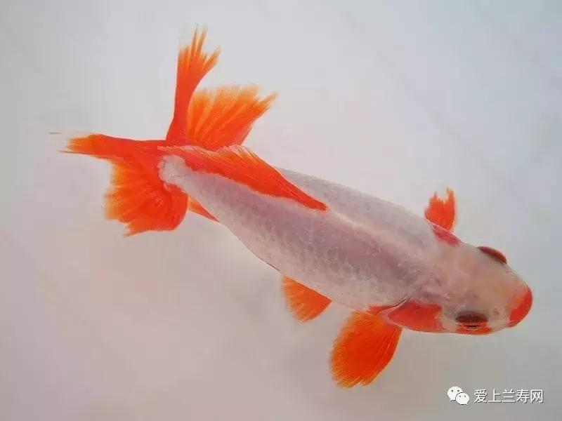日本土佐金鱼图片大全,日本金鱼品种大全