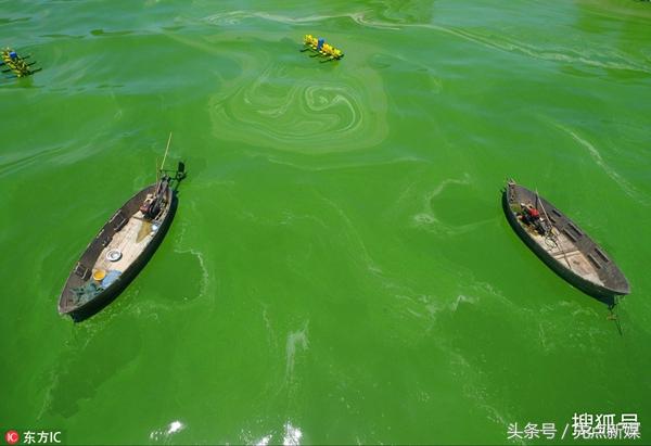 夏季巢湖西北岸蓝藻集中的原因,高温天气巢湖蓝藻爆发