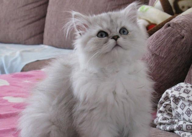 猫咪驱虫用大宠爱好还是福来恩好,猫咪体外驱虫和体内驱虫多久一次