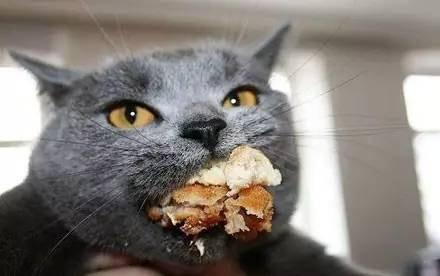 养猫咪驱虫药怎么用,养猫咪怎么预防寄生虫