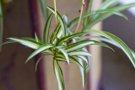 吊兰水培记住这4点长势很旺盛,水培吊兰快速生根液正确使用方法