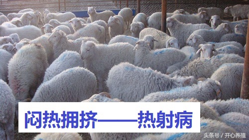 羊会中暑吗什么症状,羊中暑的症状和解决方法