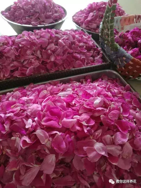 绿萝吊兰怎么养才能开花,比绿萝吊兰还好养的5种花