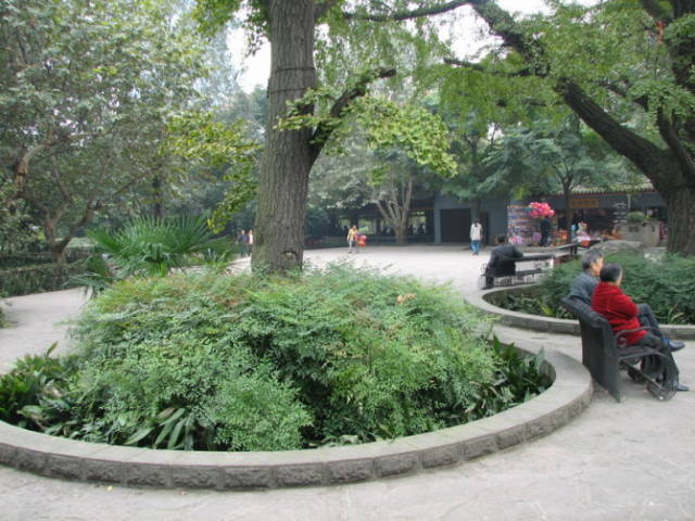 极耐阴花卉不需光照耐寒,光照不够的阳台适合种的耐阴蔬菜