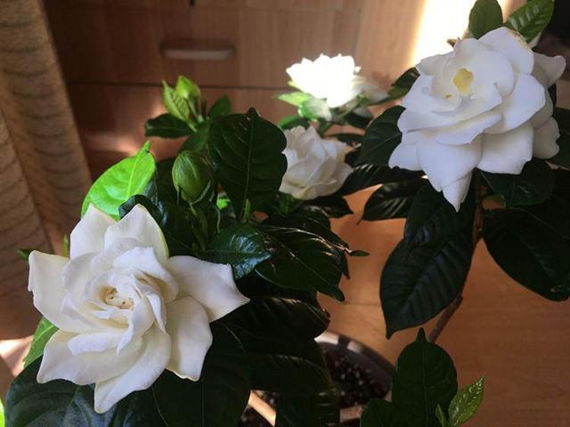 养护花草遇到哪些问题,花卉养护注意事项有哪些