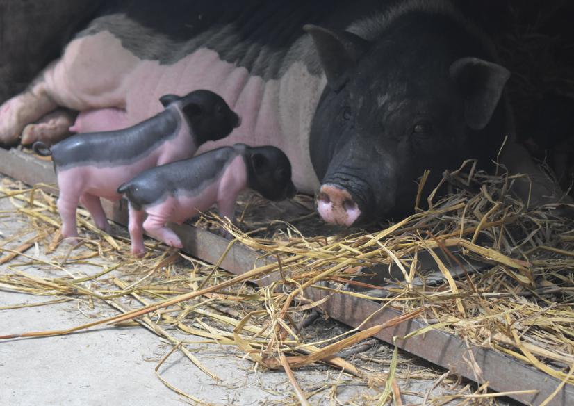 萌宠小香猪乐园,遵义小香猪