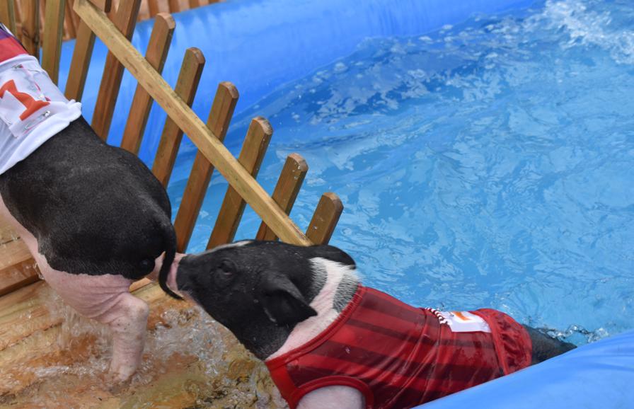 萌宠小香猪乐园,遵义小香猪