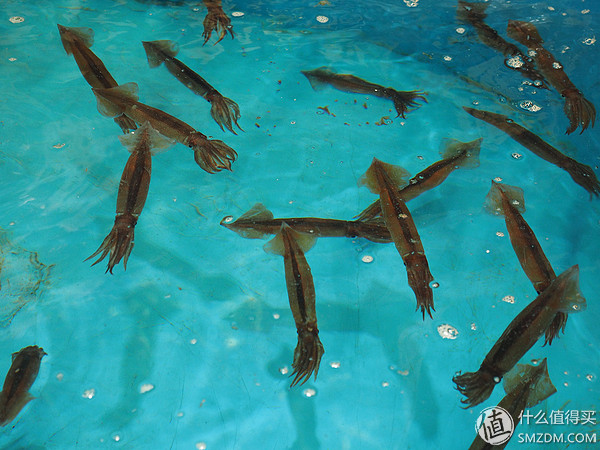 北海道札幌的散步之旅,日本北海道小樽旅游攻略