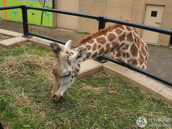 北海道札幌的散步之旅,日本北海道小樽旅游攻略