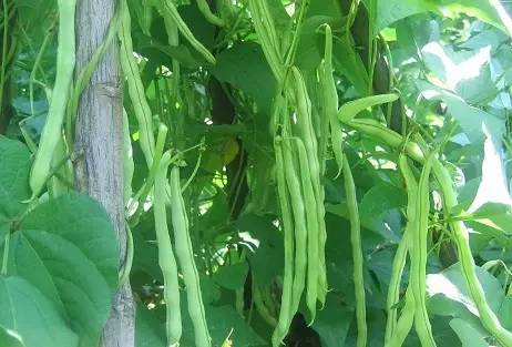 万能药芸苔素内酯,芸苔素内酯可以连续用吗