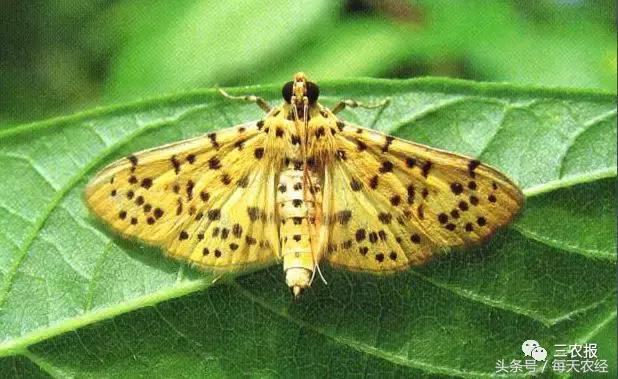 桃树虫害汇总，不看后悔！「上篇」