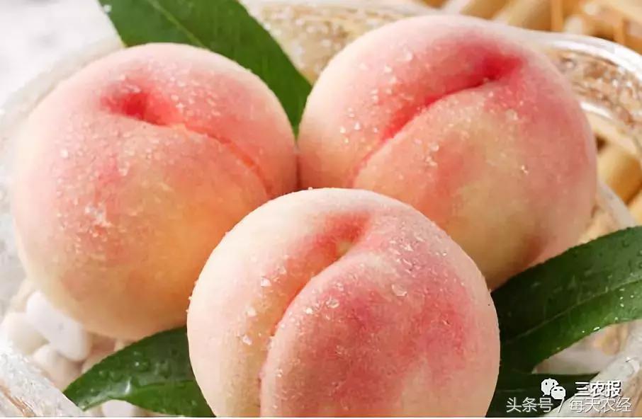 桃树虫害汇总，不看后悔！「上篇」