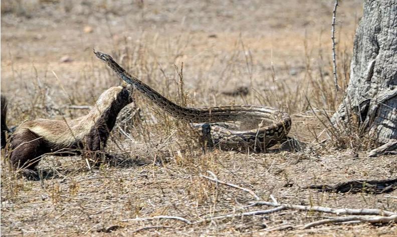 平头哥蜜獾逃出动物园,蜜獾和平头哥是一种动物吗