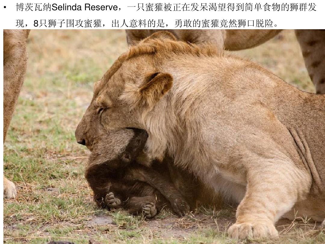 平头哥蜜獾逃出动物园,蜜獾和平头哥是一种动物吗